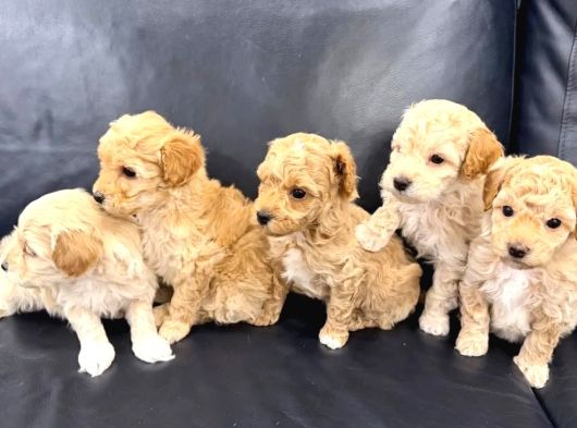Veteri̇ner Kli̇ni̇ği̇nde Tesli̇m Malti̇poo Bebekler görsel