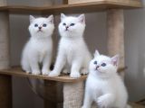 VETERİNER KLİNİĞİNDEN TESLİM ÜST KALİTE BRİTİSH BEBEKLER