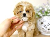 Tuvalet Eğitimli Kore Maltipoo Yavrular