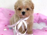 Tuvalet Eğitimli Kore Maltipoo Yavrular