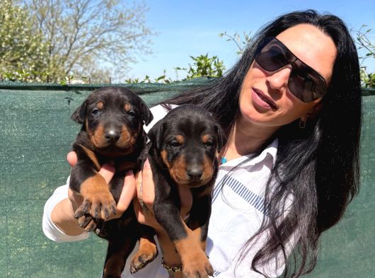 Doberman yavrularım yeni ailelerini bekliyor