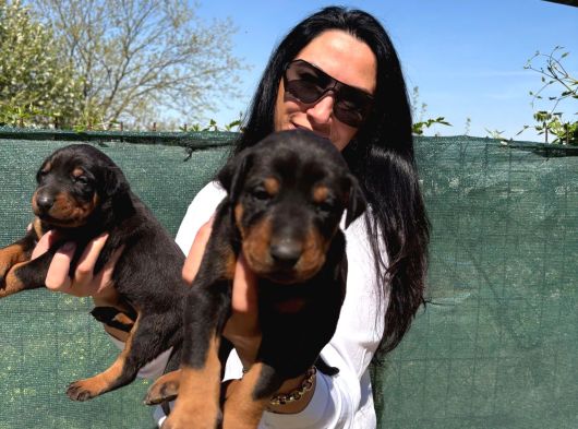 Doberman Yavrularım Yeni Ailelerini Bekliyor görsel