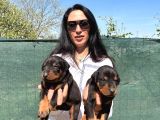 Doberman Yavrularım Yeni Ailelerini Bekliyor