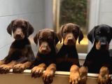 ŞAMPİYON SOY DOBERMAN YAVRULARIMIZ