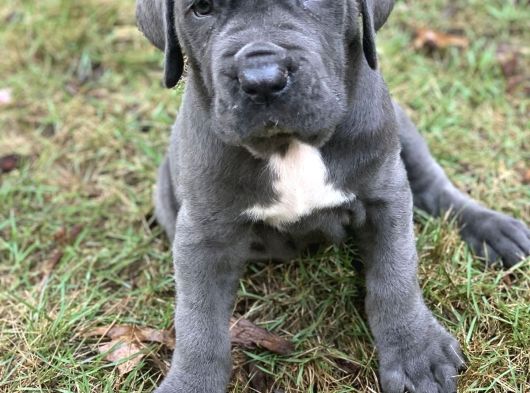 Aşili Ve Safkan Cane Corso Yavrularimiz görsel