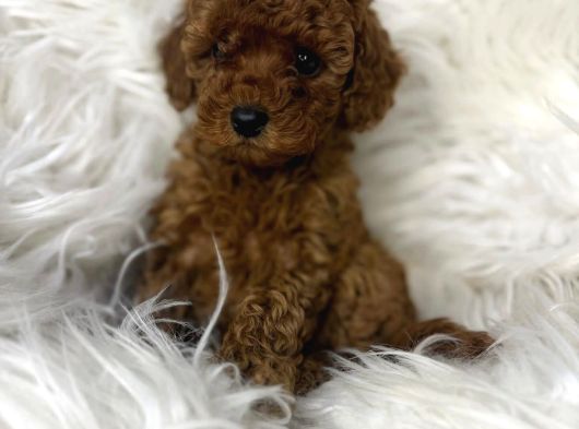 Safkan Poodle Yavrumuz Bobo görsel