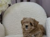 Irk Garanti̇li̇ Malti̇poo Bebeği̇mi̇z