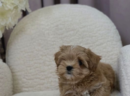 Irk Garanti̇li̇ Malti̇poo Bebeği̇mi̇z görsel