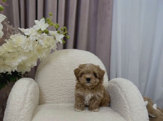 Irk Garanti̇li̇ Malti̇poo Bebeği̇mi̇z