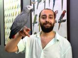 Eği̇ti̇mli̇ Evci̇l Konuşan Jako Papağani