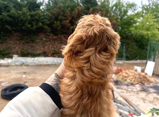 İnanilmaz Uygun Rakama Poodle Malti̇po görsel