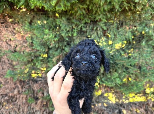 Orji̇nalll Black Poodle Aşiri Uygun Rakam görsel