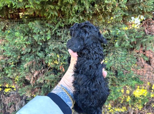 Orji̇nalll Black Poodle Aşiri Uygun Rakam görsel