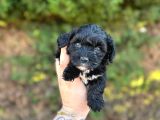 Uygun El Kadar Black Poodle