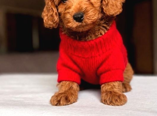 Maltipoo Kardeşler görsel