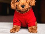 Maltipoo Kardeşler