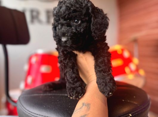 Black Toy Poodle Bebekler görsel