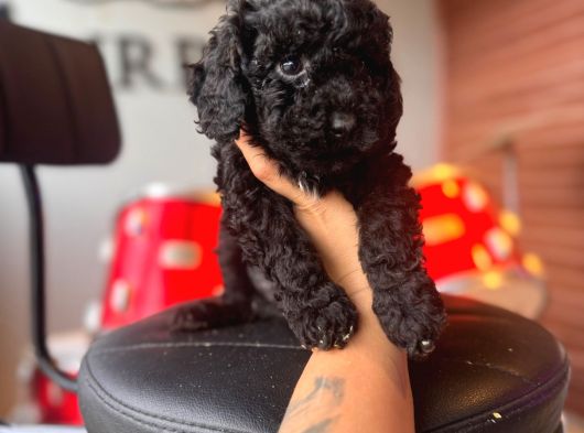 Black Toy Poodle Bebekler