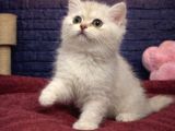 BRİTTİSH SHORTHAİR BEBEKLERİMİZ