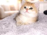 British Shorthair Golden Shaded Ny11 Dişi Yavru