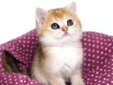 British Shorthair Golden Shaded Ny11 Dişi Yavru