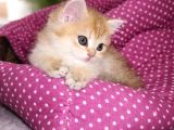 British Shorthair Golden Shaded Ny11 Dişi Yavru