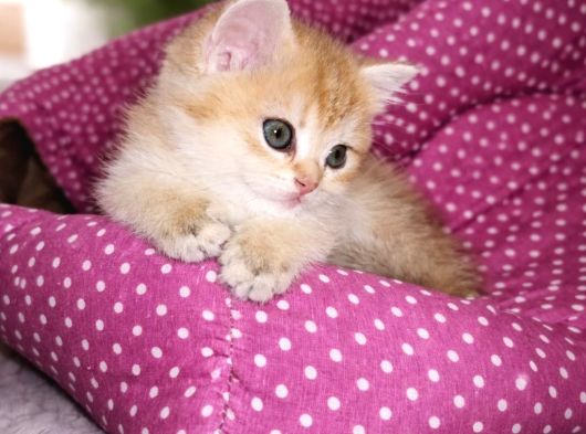 British Shorthair Golden Shaded Ny11 Dişi Yavru görsel