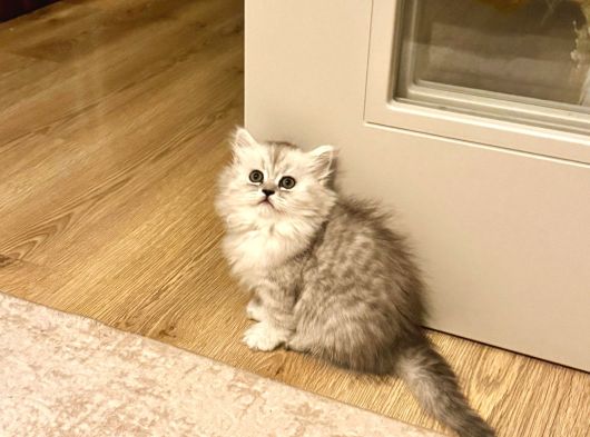 Güzellerim Yeni Yuvalarına Hazır görsel