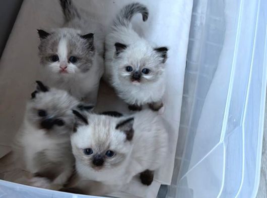 Ragdoll Yavrularimiz Yeni̇ Yuvalarini Ariyor