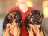 Alman Çoban Köpeği Yavrularımız