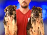 Alman Çoban Köpeği Yavrularımız