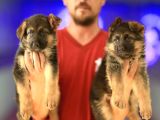 Alman Çoban Köpeği Yavrularımız