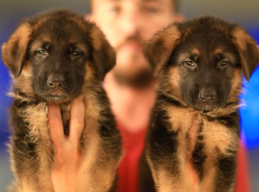 Alman Çoban Köpeği Yavrularımız görsel