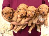 Oyuncu Ve Uysal Maltipoo Yavrularımıza Yuva Arıyoruz