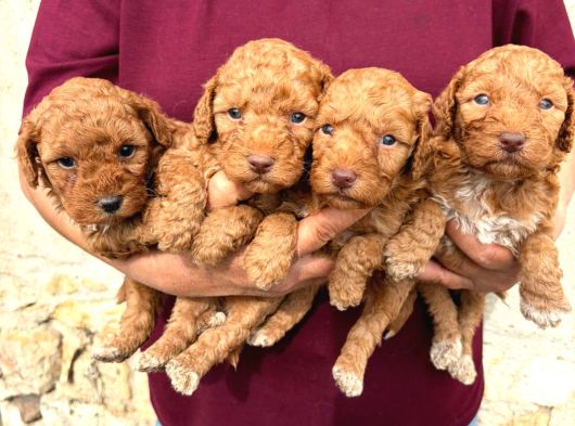 Oyuncu Ve Uysal Maltipoo Yavrularımıza Yuva Arıyoruz görsel
