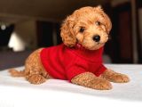 Maltipoo Kardeşler