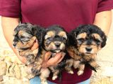 Oyuncu Ve Uysal Maltipoo Yavrularımıza Yuva Arıyoruz
