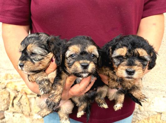 Oyuncu Ve Uysal Maltipoo Yavrularımıza Yuva Arıyoruz görsel