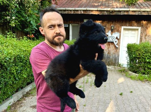 Siyah Alman Çoban Köpeği Yavrularımız görsel
