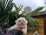 Özel Kan Hattı Maltese Terrier