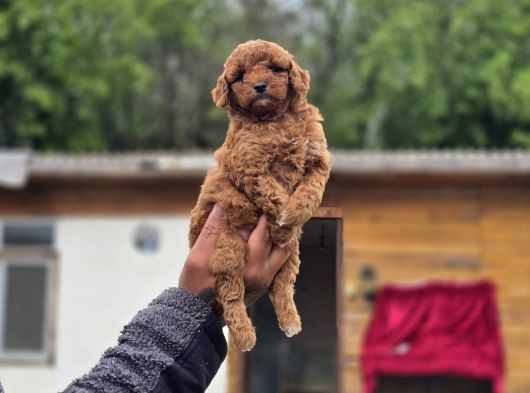 Sağlık Ve Irk Garantili Toy Poodle Yavrular