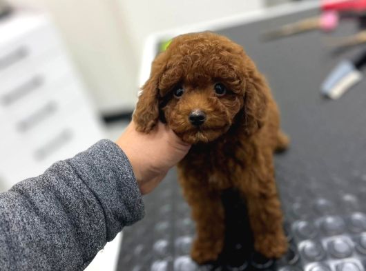 Kore Kan Orjinal Toy Poodle Erkek görsel