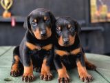 Doberman Yavrularımız