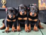 Doberman Yavrularımız