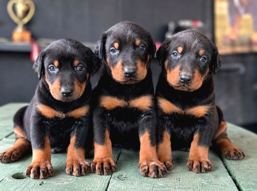 Doberman Yavrularımız
