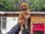 Sağlık Ve Irk Garantili Toy Poodle Yavrular