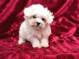 Nadir güzellikte maltese terrier bebekler