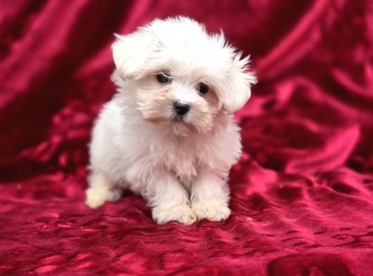 Nadir güzellikte maltese terrier bebekler
