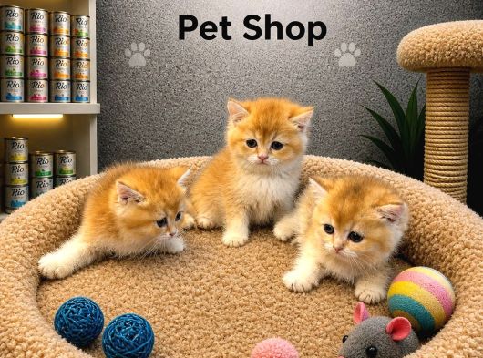 Irkının En Güzellerinden British Shorthair Golden Yavrularım görsel
