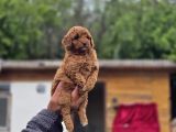 Sağlık Ve Irk Garantili Toy Poodle Yavrular